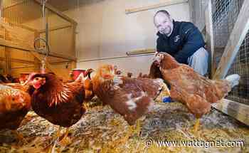 Virtual reality, but for cage-free housing designs - WATTAgNet Industry News & Trends