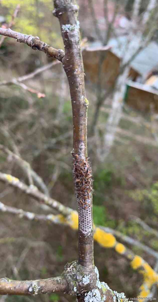 Service-Betriebe gehen gegen Eichenprozessionsspinner vor