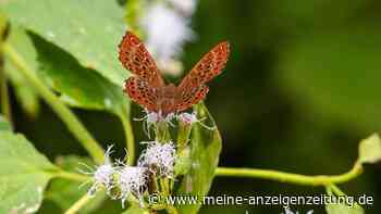 Naturschutz im April: Diese Aufgaben stehen jetzt an