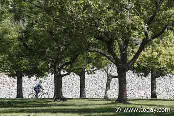 Cities look to trees to combat heat islands, but growth is slow