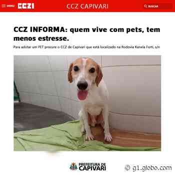 No Dia do Jornalista, Zoonoses de Capivari faz campanha inspirada no g1 para incentivar adoção de cães e gatos - g1.globo.com