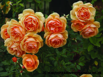 Autumn rose parade - Rosebank Killarney Gazette