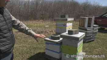 Honeybees in Arnprior, Ont. are dying with no clear answer why - CTV News Ottawa