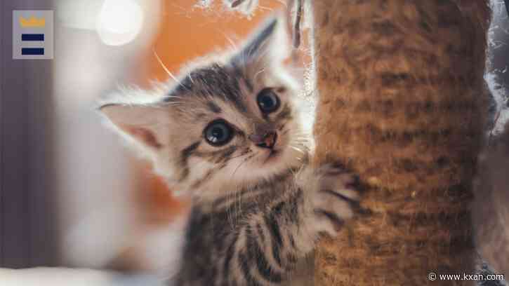 Can you get COVID from your cat? Austin city council gives thumbs up to local researchers to find out