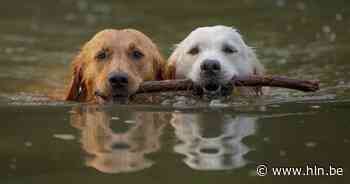 5x weekendtips in Leuven en het Hageland: Van zwemmen met je trouwe viervoeter tot Nicolas Cage als... Nicolas Cage - Het Laatste Nieuws