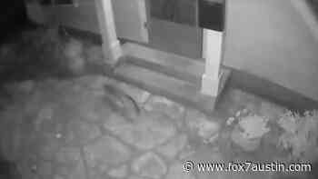 Video shows mysterious animal passing by Austin home - FOX 7 Austin