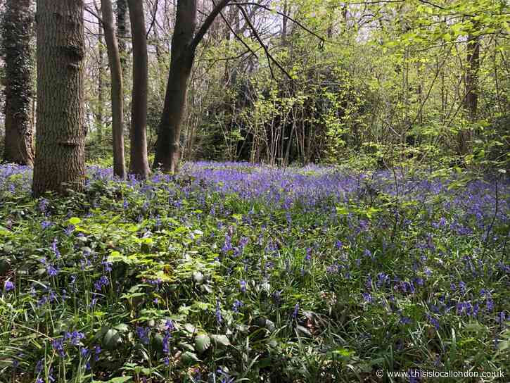 Staffhurst Wood - Alone with Nature by Dominic Doyle, St. Bede's School