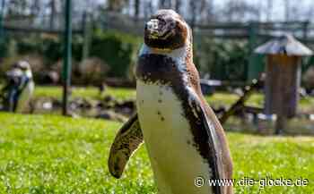 Chester – der tierische Filmstar aus Verl - Die Glocke