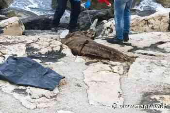 Carcassa di un delfino sugli scogli rimossa dalla Capitaneria - TraniViva