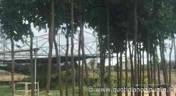 Smog e cemento in città: bocciate Bari e Lecce. Coldiretti: «Più alberi contro il degrado» - quotidianodipuglia.it