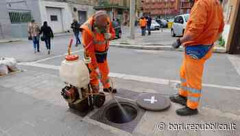 Bari, al via la sanificazione antiblatte in città. Ecco il calendario degli interventi nei quartieri - La Repubblica