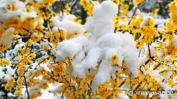 Leserfoto des Tages in Witten: „Winter küsst Frühling“ - WAZ News