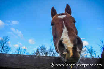 Heartland Riders kick-off club season - Lacombe Express