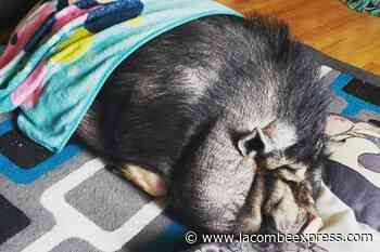 Where are all the swine assistants? - Lacombe Express