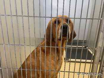 Cumberland County Waiving Adoption Fees on Large Dogs This Weekend - Foxy 99