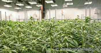 Gov. Brian Kemp's plan for medical cannabis could lead to do-over for Georgia license applicants - Henry Herald