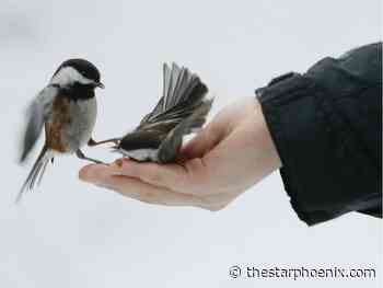 Avian flu: Please don't feed the Beaver Creek chickadees, says Meewasin