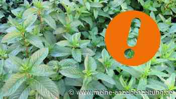 Warnung vor Tee: Einige Sorten können krank machen