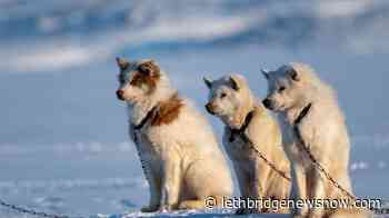 Traditional ways: Dogsled race covers 500 kilometres in the High Arctic - Lethbridge News Now