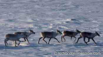 Ottawa making good on threat to unilaterally protect Quebec caribou: minister - Lethbridge News Now