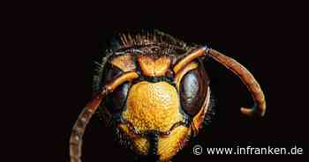 Neustadt: Älterer Herr bemerkt plötzlich Hornisse im Auto - Panik hat schwere Folgen