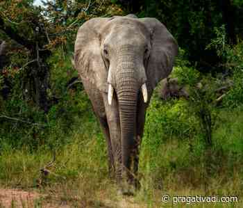 Parliamentary panel recommends steps for transport of elephants - Pragativadi