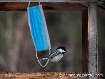 Edmonton Valley Zoo moves birds away from public sight to protect against deadly avian flu