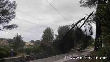 Un arbre tombe sur la voie ferrée, le trafic des trains interrompu entre Saint-Raphaël et Cannes jusqu’à dimanche matin