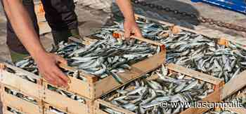 Andora torna “capitale” del pesce azzurro: in porto laboratori, show cooking e convegni - La Stampa