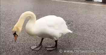 Beloved St Mawes swan is 'beheaded and dumped in the sea' - Cornwall Live