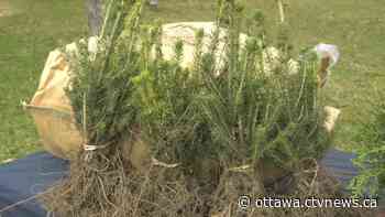 Eastern Ontario conservation authority's free tree giveaway planned for Saturday in Cornwall, Ont. - CTV News Ottawa