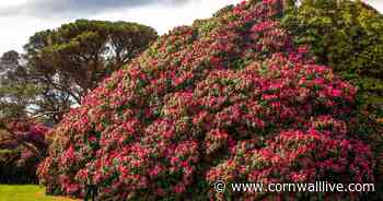 Truro's 170-year-old giant rhododendron bush breaks records - Cornwall Live