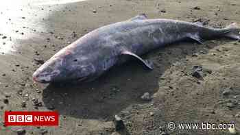 Dead shark in Cornwall had meningitis in 'world's first' case - BBC