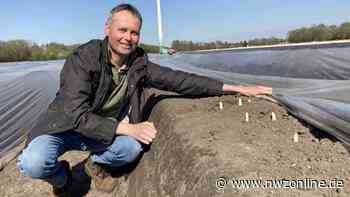 Vom Tunnel ans Tageslicht in Friesoythe: Endlich Spargelzeit auf dem Friesoyther Frischehof - Nordwest-Zeitung