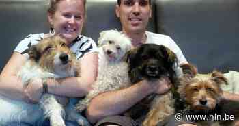 Inbrekers stelen hangertjes met as van Joske, het overleden dwergpoedeltje van Elise (38) en Bjorn (39): "We zijn er het hart van in” - Het Laatste Nieuws