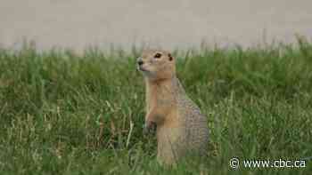 City of Regina dispersing poisonous bait to control gopher population