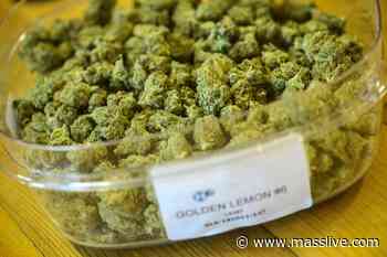 Effort underway to overturn West Springfield ban on retail marijuana sales - MassLive.com