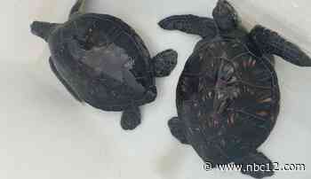 Virginia DWR: Dozens of turtles seized from private and retail sellers - WWBT
