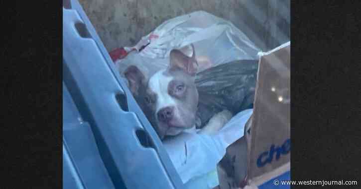 Refuse Worker Spots Dog Buried in Trash Just Before Servicing Dumpster