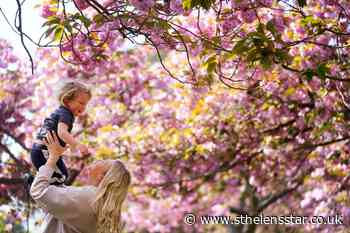 Nature lovers urged to enjoy spring blossom spectacle - St Helens Star