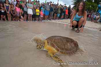 Healed sea turtle released to mark Earth Day - St Helens Star