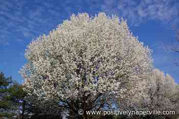 Naperville Gardener – Super power of the month: I can grow trees - Positively Naperville