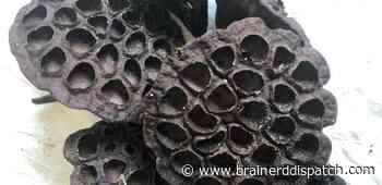 Ask the Master Gardener: Look for decorative lotus pods along backwater river shores - Brainerd Dispatch