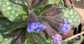 Master Gardener: Spring colors begin to emerge | Lifestyles - The Livingston County News