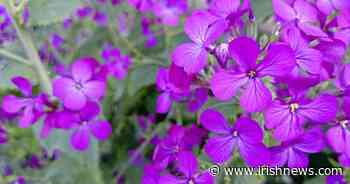 Casual Gardener: Encouraging honesty is the best policy - The Irish News