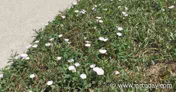 Ask a Master Gardener: What is this invasive weed? - NRToday.com