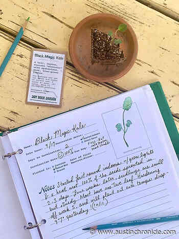 Tips for Starting Your Seed Collection: Home gardener Jennymarie Jemison shows you how to save seeds - Food - Austin Chronicle