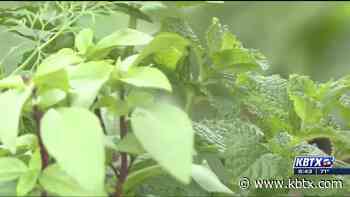 Weekend Gardener: Planting herbs and flowers together - KBTX