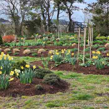 As the Garden Grows, So Does the Gardener - Yesterday's Island/Today's Nantucket