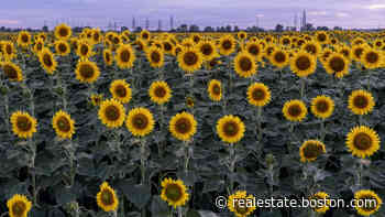 Ask the Gardener: Growing sunflowers to show support for Ukraine - Boston.com